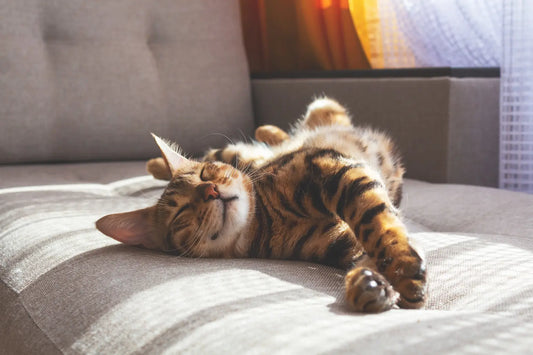 Eco-Friendly Pet Ownership: Reducing Your Cat’s Impact on Wildlife